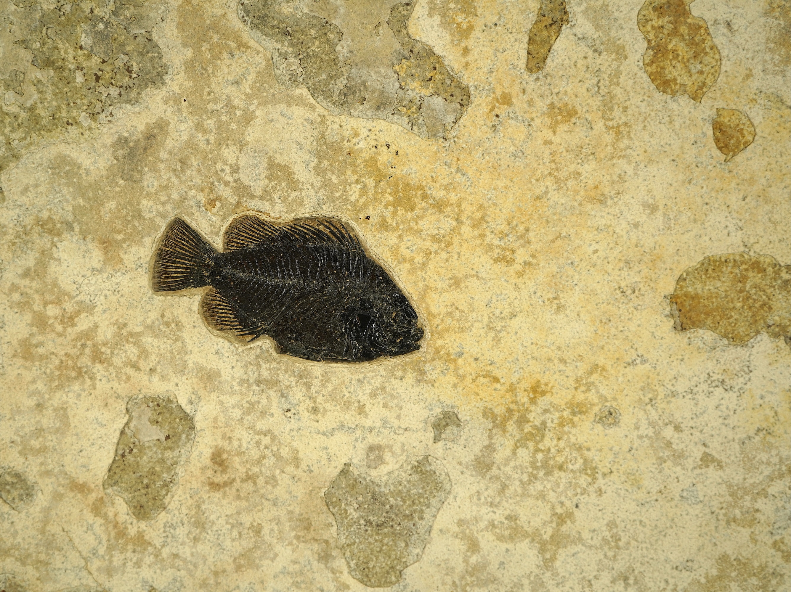A large and impressive fish fossil triptych